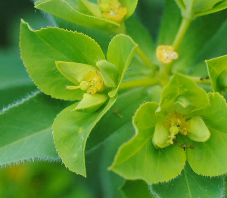 Euphorbia platyphyllos